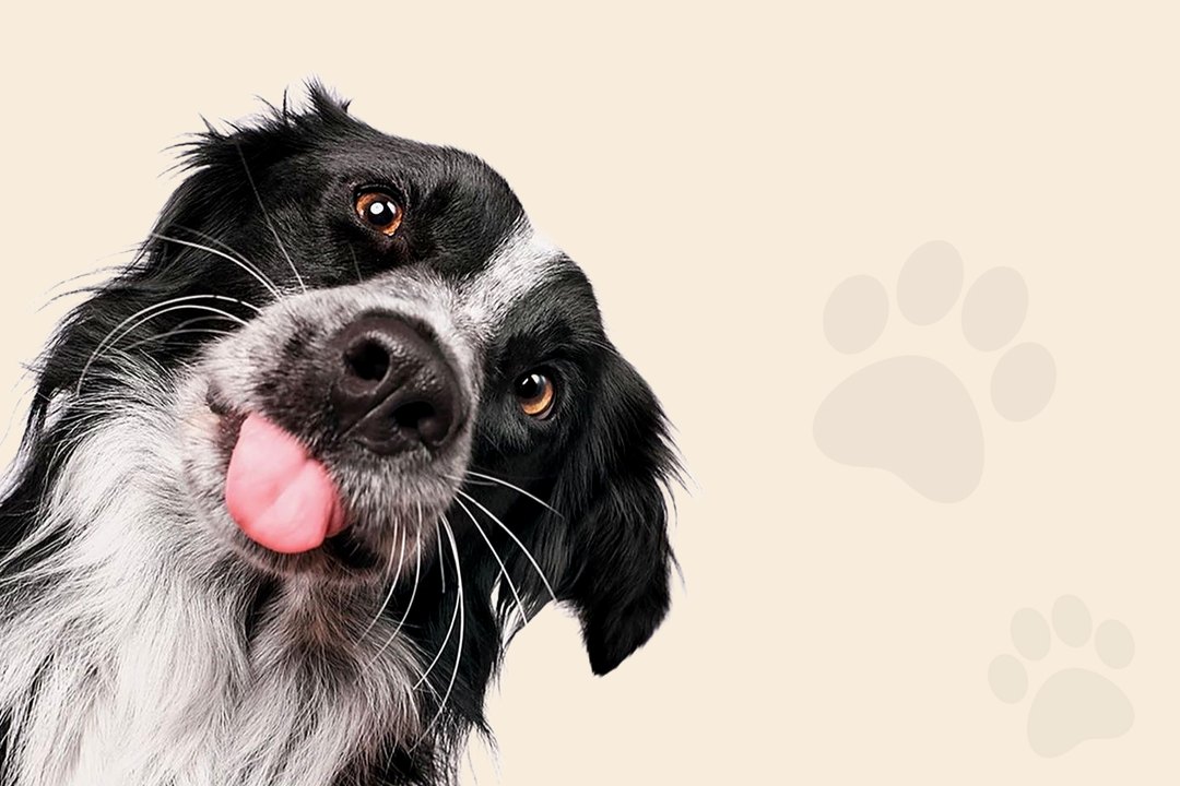 Ração para cães