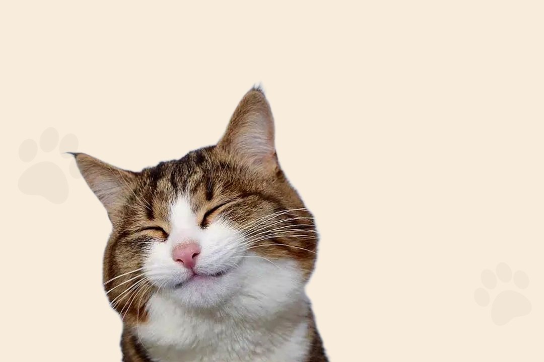 Ração para gatos